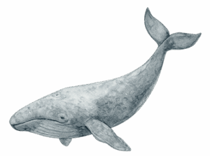 Grey Whales Watching in San Carlos Mexico